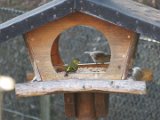 Erlenzeisige am Futterhaus 01